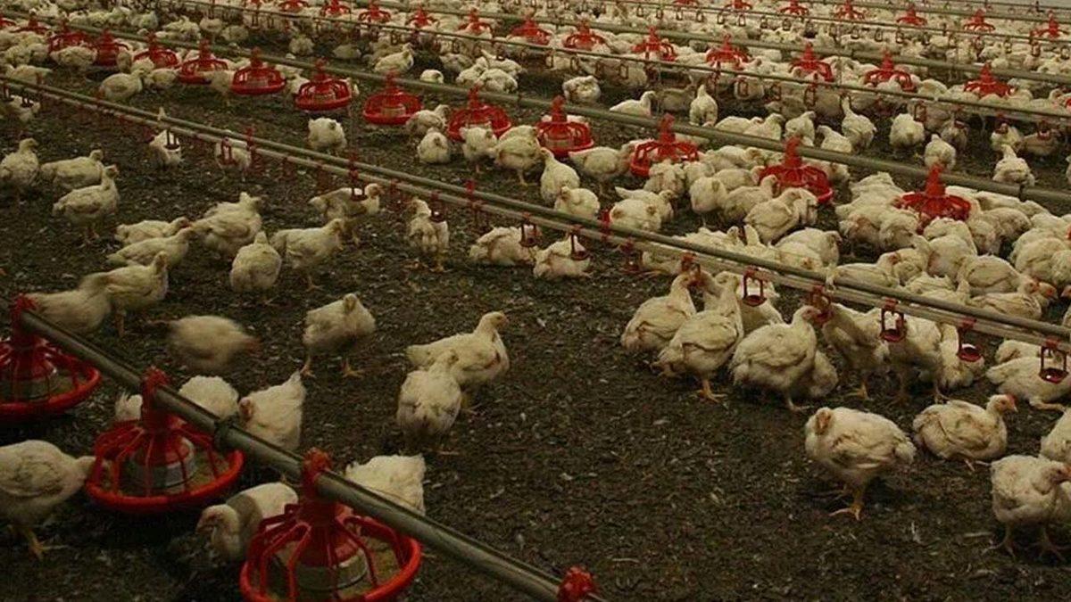 Türkiye’deki Bazı Tavuk Çiftliklerinde Kuş Gribi Görüldü: 6,5 Milyona Yakın Hayvan İtlaf Edildi