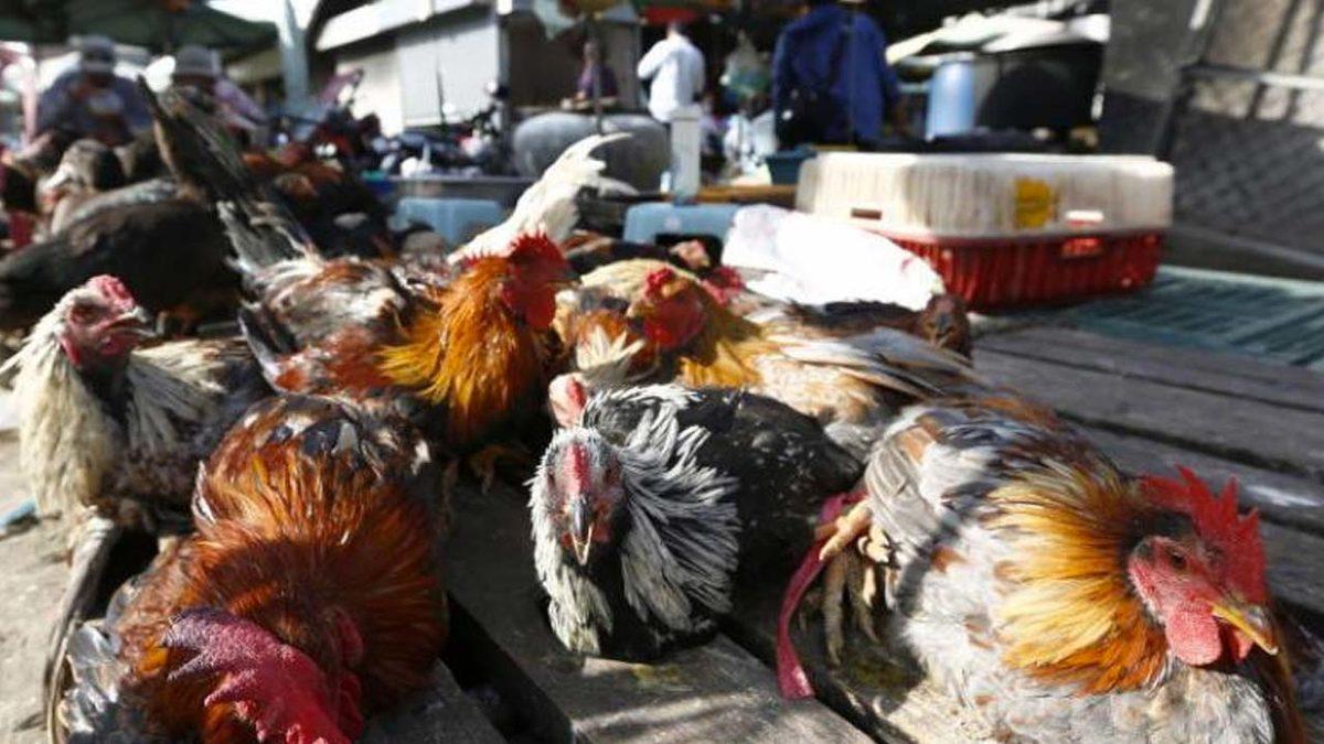 Türkiye’deki Bazı Tavuk Çiftliklerinde Kuş Gribi Görüldü: 6,5 Milyona Yakın Hayvan İtlaf Edildi