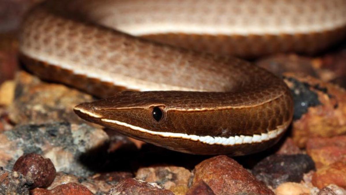 ’Dört Ayaklı Yılan’ Sanılan Fosilin Yılanlarla Alakasının Bile Olmadığı Ortaya Çıktı