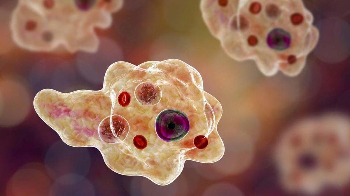 ’Beyin Yiyen Amip’, Bir Kişinin Daha Ölümüne Yol Açtı