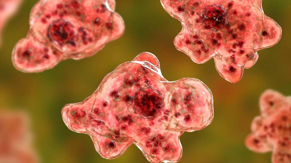 ’Beyin Yiyen Amip’, Bir Kişinin Daha Ölümüne Yol Açtı