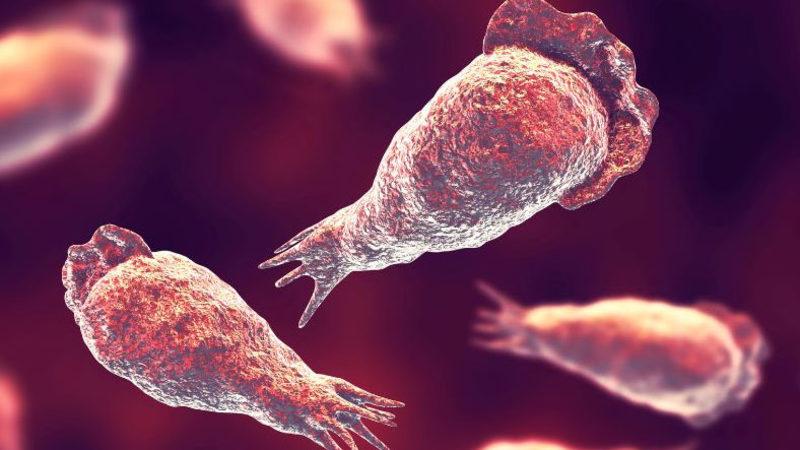 ’Beyin Yiyen Amip’, Bir Kişinin Daha Ölümüne Yol Açtı