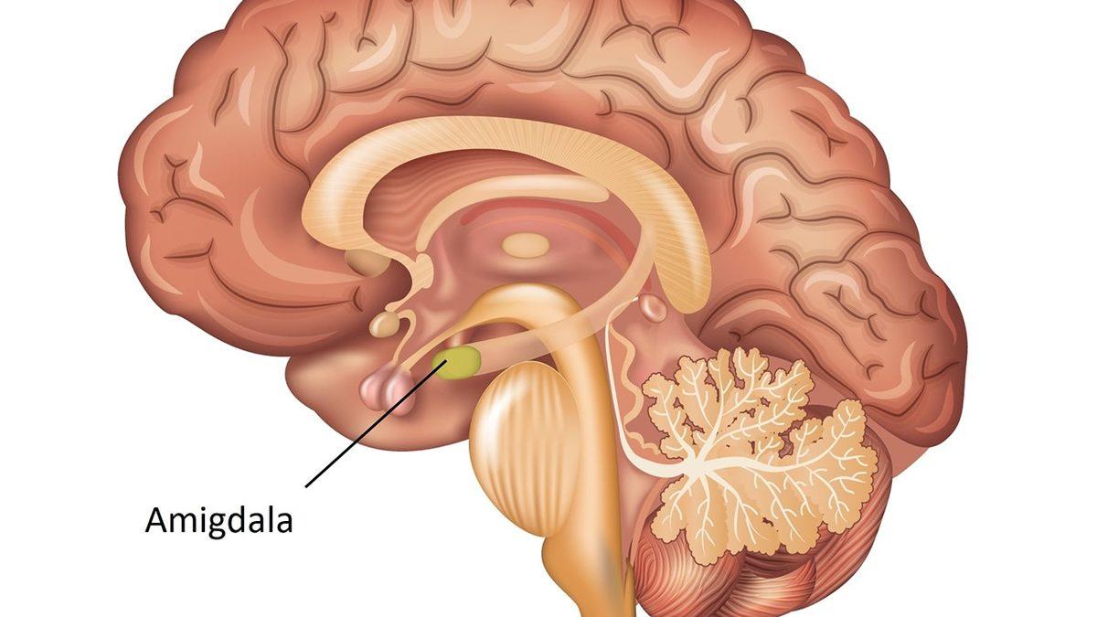 Bir Kaza Esnasında Olan Biteni Neden Ağır Çekimde Hissederiz?