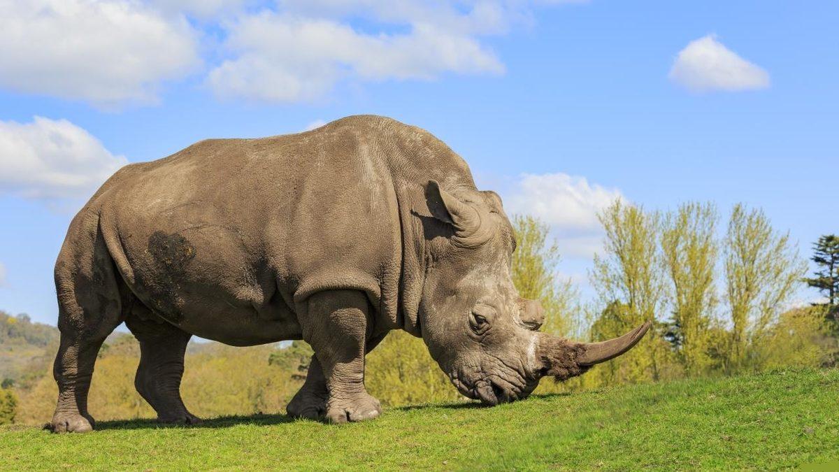 Tek Boynuzlu At ’Unicorn’ Efsanesi Hakkında Enteresan Bilgiler: Bir Ülkenin Ambleminde Bile Var