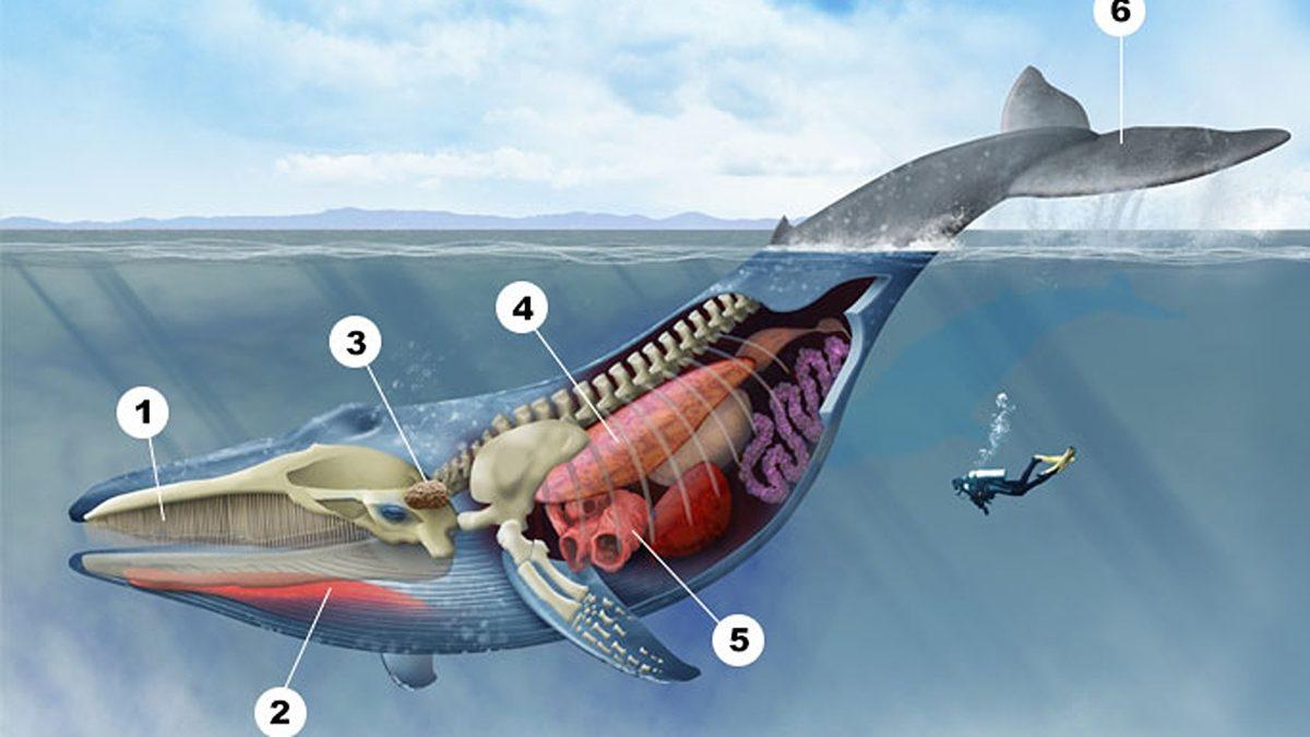 Bir Balina Tarafından Yutulursanız Ne Kadar Süre Hayatta Kalırsınız?