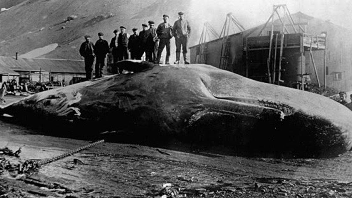 Bir Balina Tarafından Yutulursanız Ne Kadar Süre Hayatta Kalırsınız?