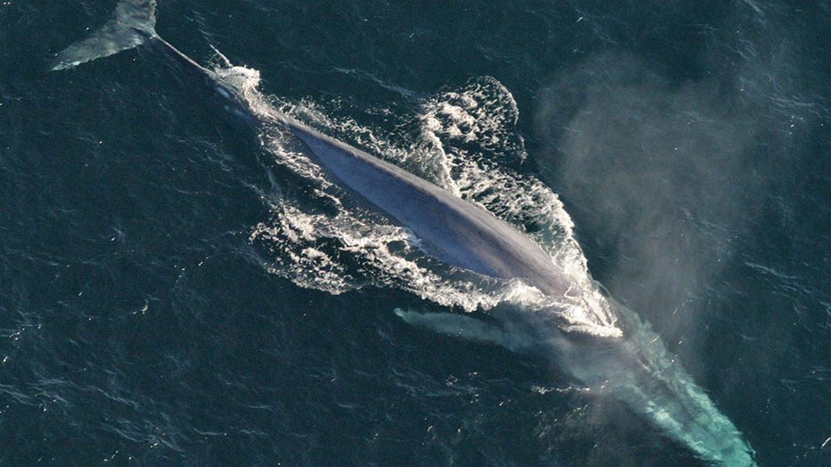 Bir Balina Tarafından Yutulursanız Ne Kadar Süre Hayatta Kalırsınız?