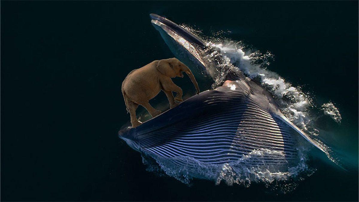 Bir Balina Tarafından Yutulursanız Ne Kadar Süre Hayatta Kalırsınız?
