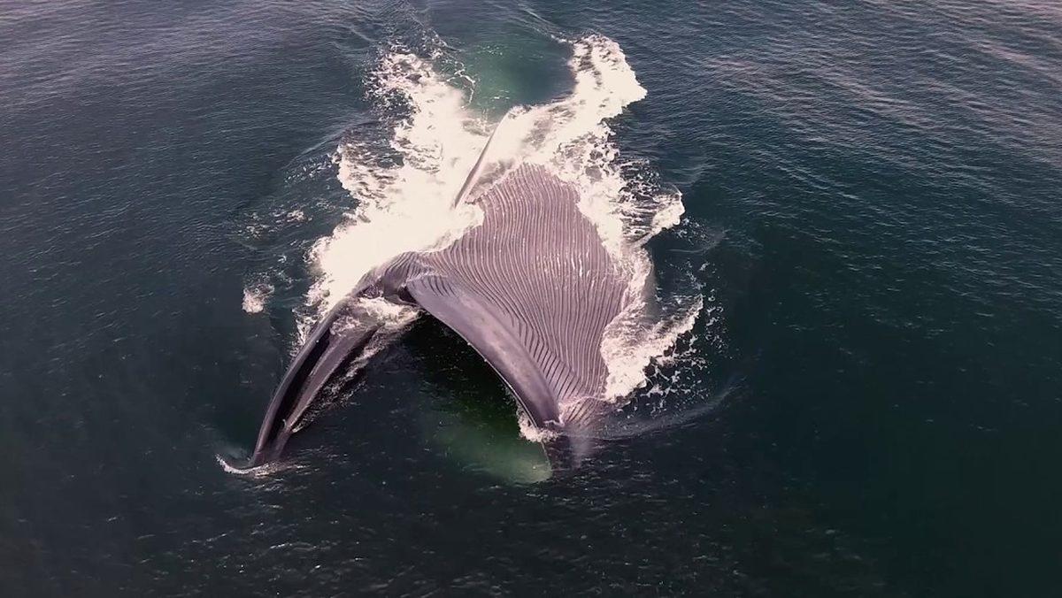 Bir Balina Tarafından Yutulursanız Ne Kadar Süre Hayatta Kalırsınız?