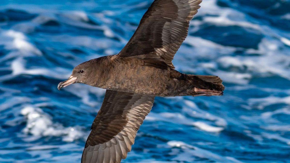 Plastik Atıkların Canlılarda Yol Açtığı Bir Hastalık Tanımlandı: Atıklar, Canlılara Fiziksel Zararlar Veriyor!