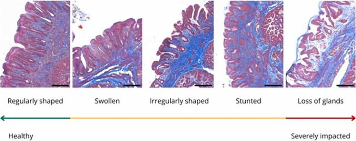 Plastik Atıkların Canlılarda Yol Açtığı Bir Hastalık Tanımlandı: Atıklar, Canlılara Fiziksel Zararlar Veriyor!