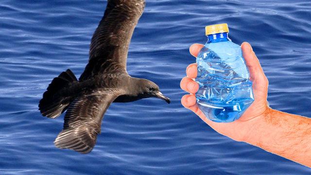 Plastik Atıkların Canlılarda Yol Açtığı Bir Hastalık Tanımlandı: Atıklar, Canlılara Fiziksel Zararlar Veriyor!