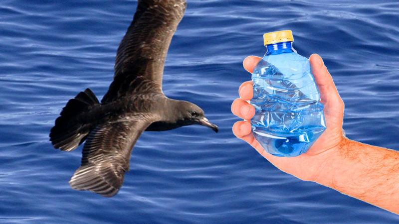 Plastik Atıkların Canlılarda Yol Açtığı Bir Hastalık Tanımlandı: Atıklar, Canlılara Fiziksel Zararlar Veriyor!