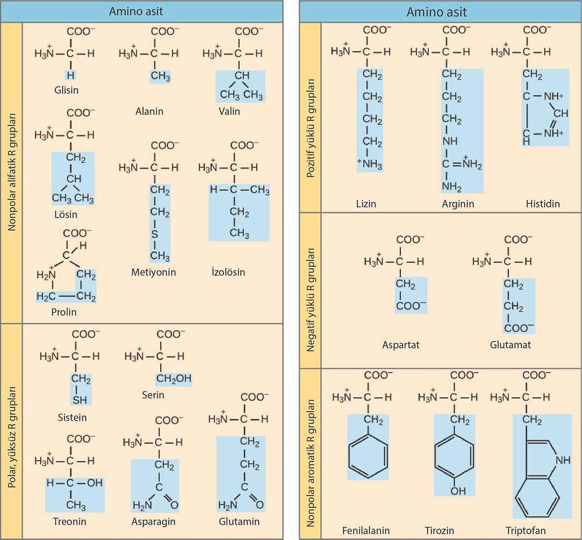 Evrimin, Daha Tek Bir Canlı Bile Yokken Var Olduğu Kanıtlandı