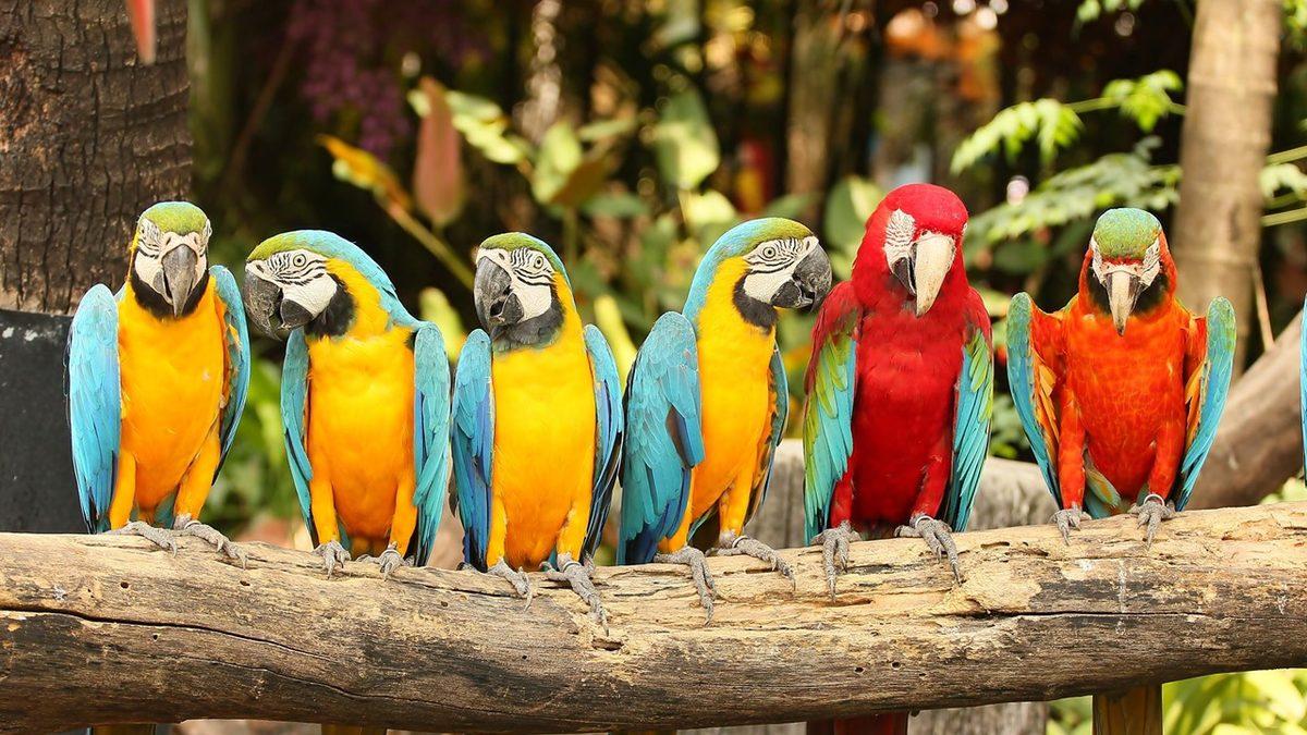Bir Ressamın Eseri Gibi Görünen Tropik Kuşlar Diğer Kuşlara Kıyasla Neden Daha Renklidir?