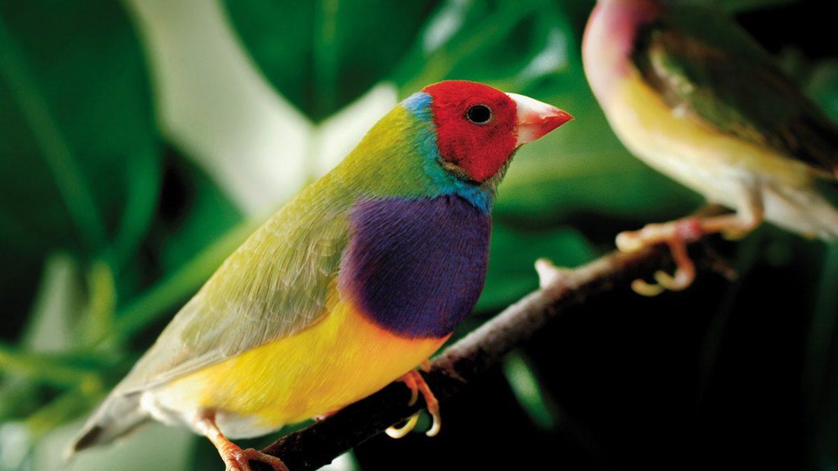 Bir Ressamın Eseri Gibi Görünen Tropik Kuşlar Diğer Kuşlara Kıyasla Neden Daha Renklidir?