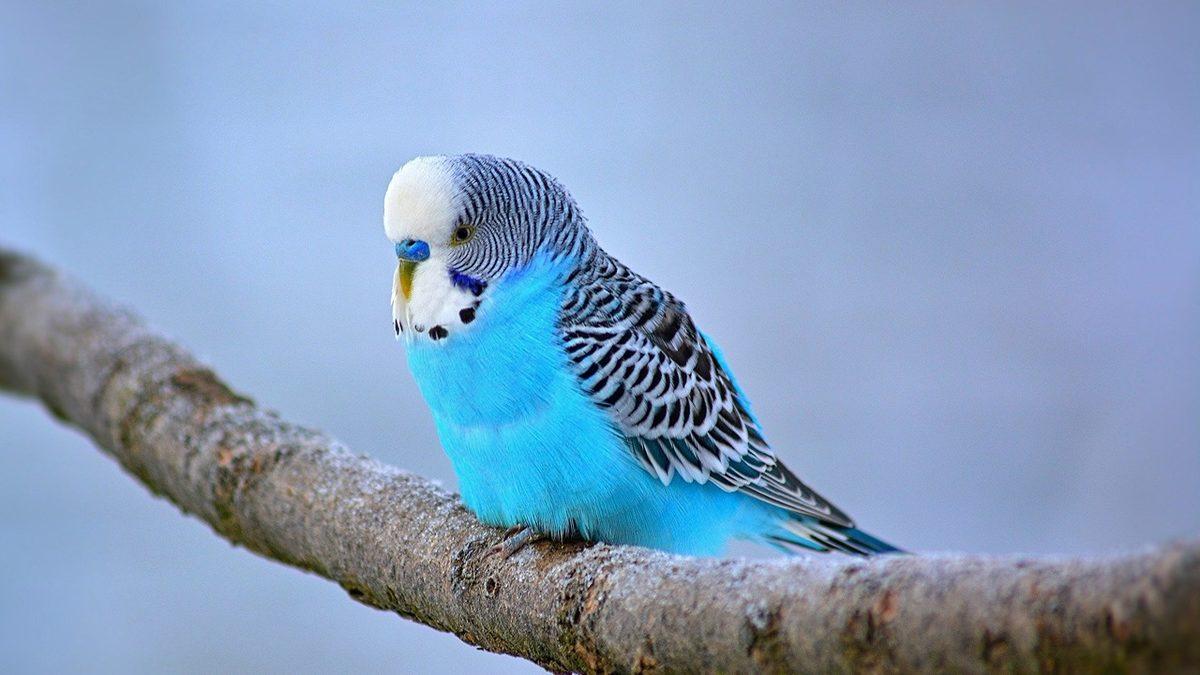 Bir Ressamın Eseri Gibi Görünen Tropik Kuşlar Diğer Kuşlara Kıyasla Neden Daha Renklidir?