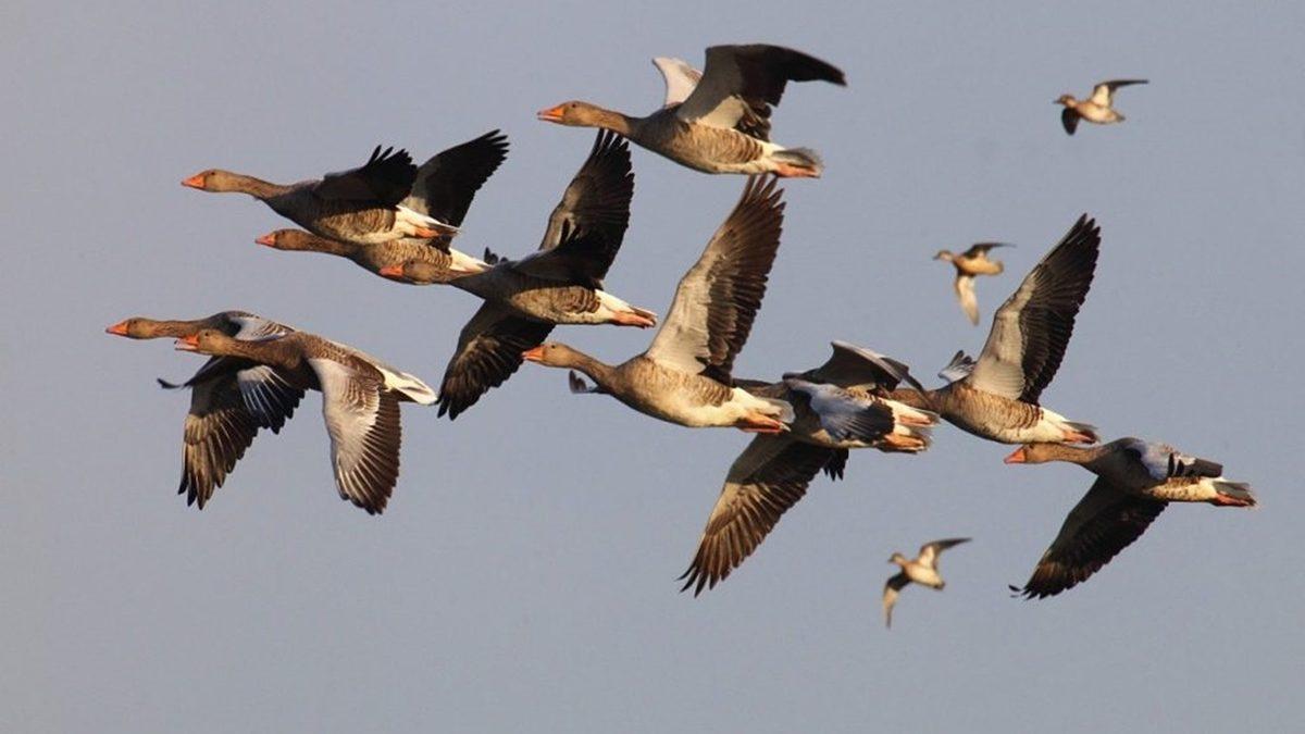 Bir Ressamın Eseri Gibi Görünen Tropik Kuşlar Diğer Kuşlara Kıyasla Neden Daha Renklidir?