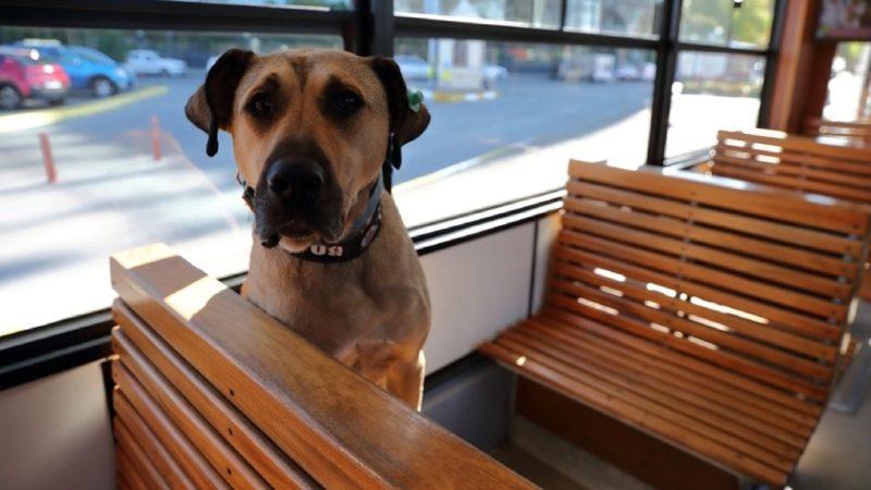 İBB’nin Fenomen Köpeği Boji’nin Tramvaya Pislediği İddiası Yalanlandı: İnsan Eliyle Bırakıldı