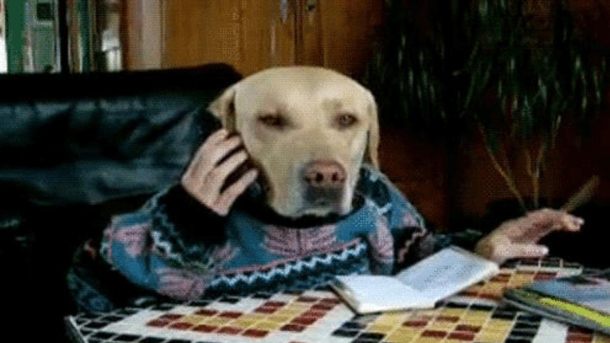 Gelen Arama Badem: Köpeklerin Sahiplerini Görüntülü Aramasını Sağlayan Bir ’Köpek Telefonu’ Geliştirildi