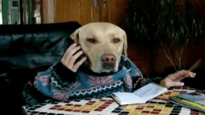 Gelen Arama Badem: Köpeklerin Sahiplerini Görüntülü Aramasını Sağlayan Bir ’Köpek Telefonu’ Geliştirildi