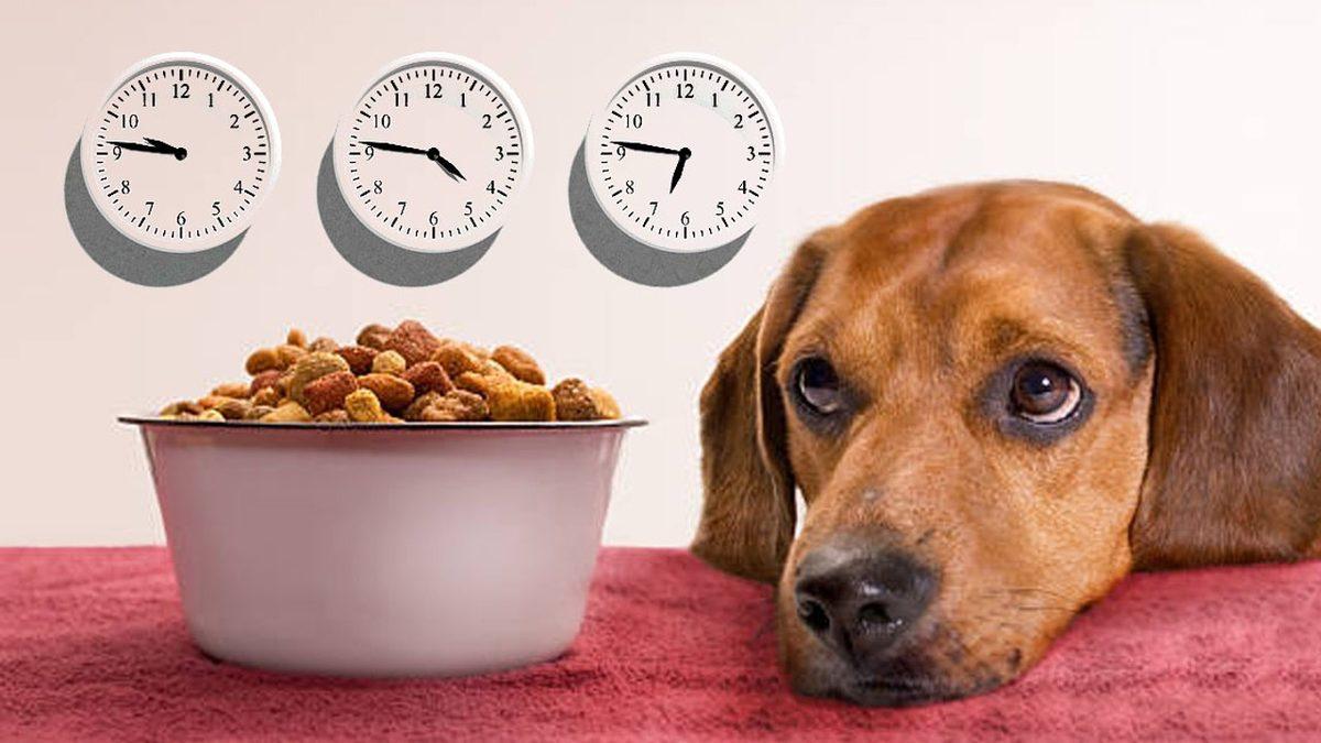 Dostunuzu Yavaş Yavaş Öldürmek İstemiyorsanız Kedi ve Köpeğinize Kesinlikle Vermemeniz Gereken 13 Yiyecek