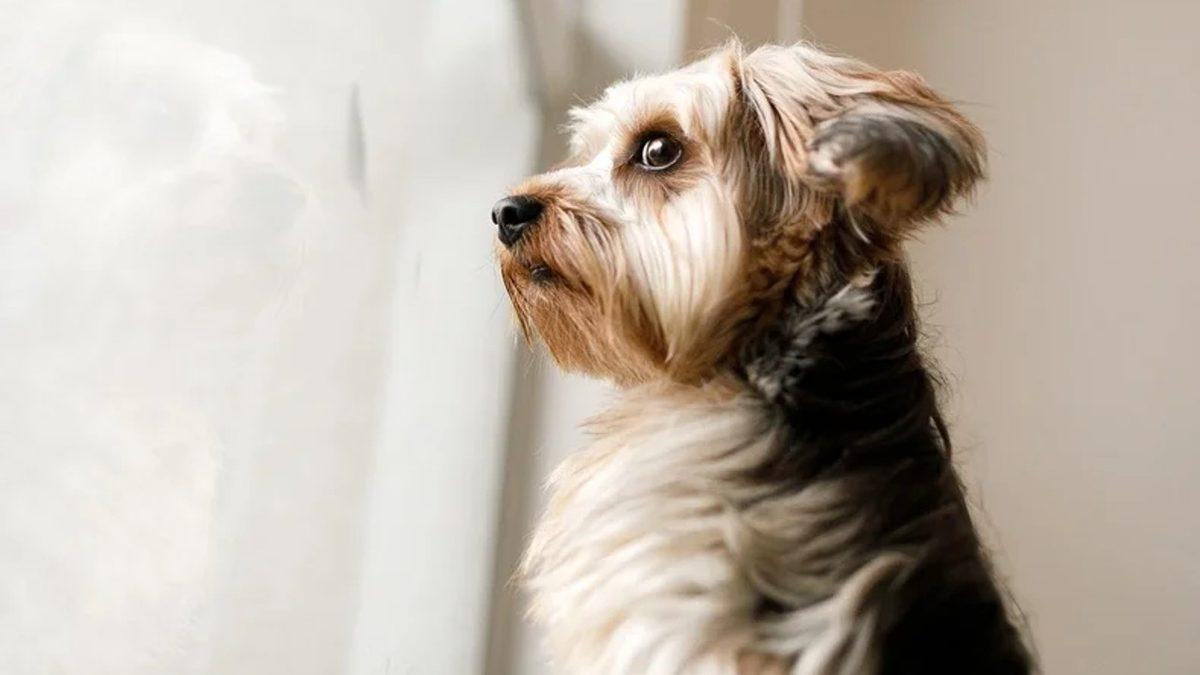 Dostunuzu Yavaş Yavaş Öldürmek İstemiyorsanız Kedi ve Köpeğinize Kesinlikle Vermemeniz Gereken 13 Yiyecek