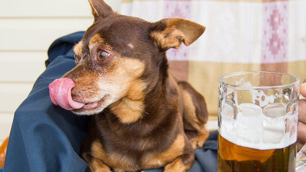 Dostunuzu Yavaş Yavaş Öldürmek İstemiyorsanız Kedi ve Köpeğinize Kesinlikle Vermemeniz Gereken 13 Yiyecek