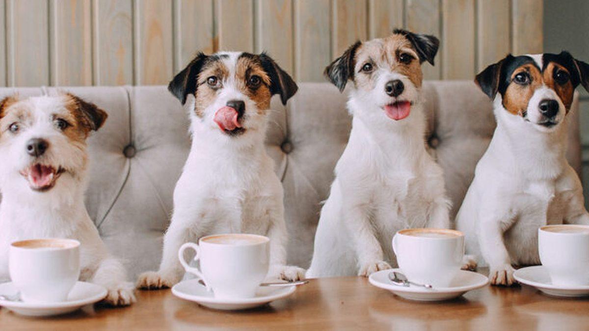 Dostunuzu Yavaş Yavaş Öldürmek İstemiyorsanız Kedi ve Köpeğinize Kesinlikle Vermemeniz Gereken 13 Yiyecek