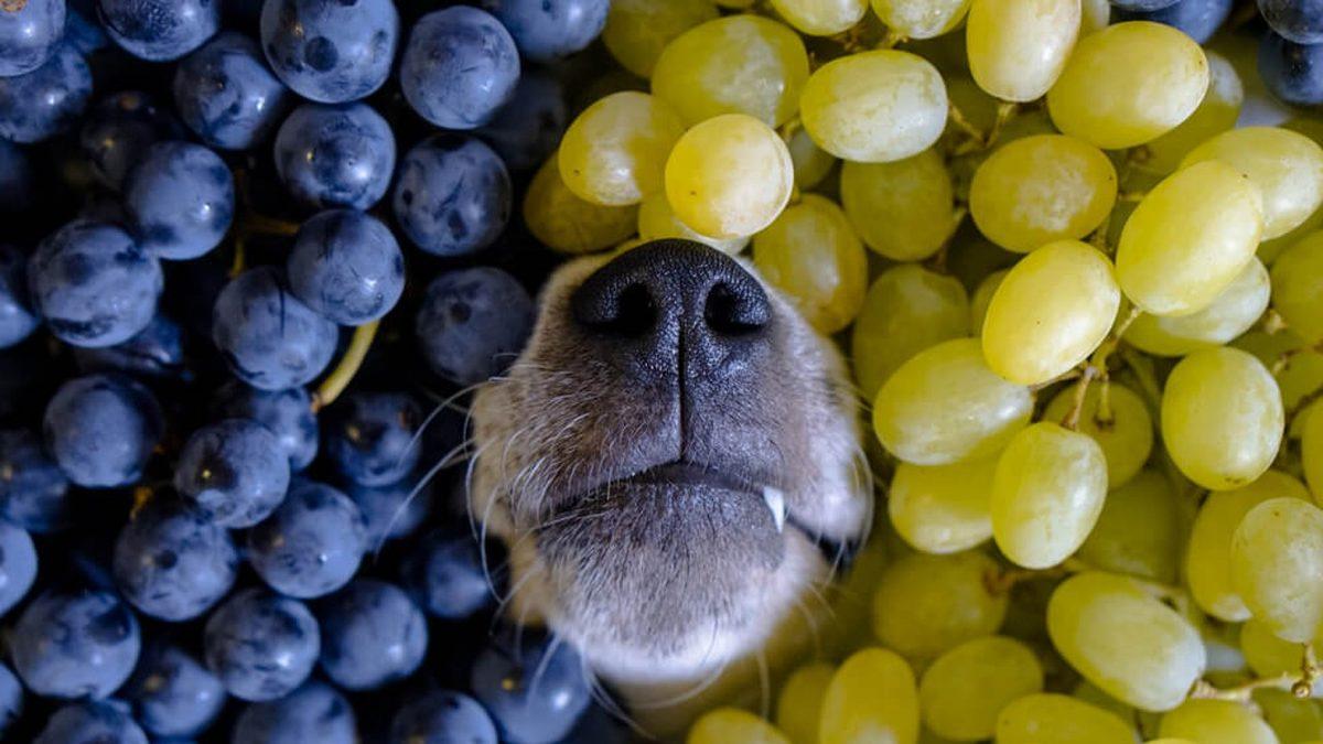 Dostunuzu Yavaş Yavaş Öldürmek İstemiyorsanız Kedi ve Köpeğinize Kesinlikle Vermemeniz Gereken 13 Yiyecek