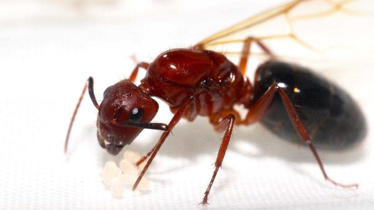 Fedakârlığın Böylesi: Yeni Bir Araştırma, Karıncaların Neden ’Öpüştüğünü’ Ortaya Koydu