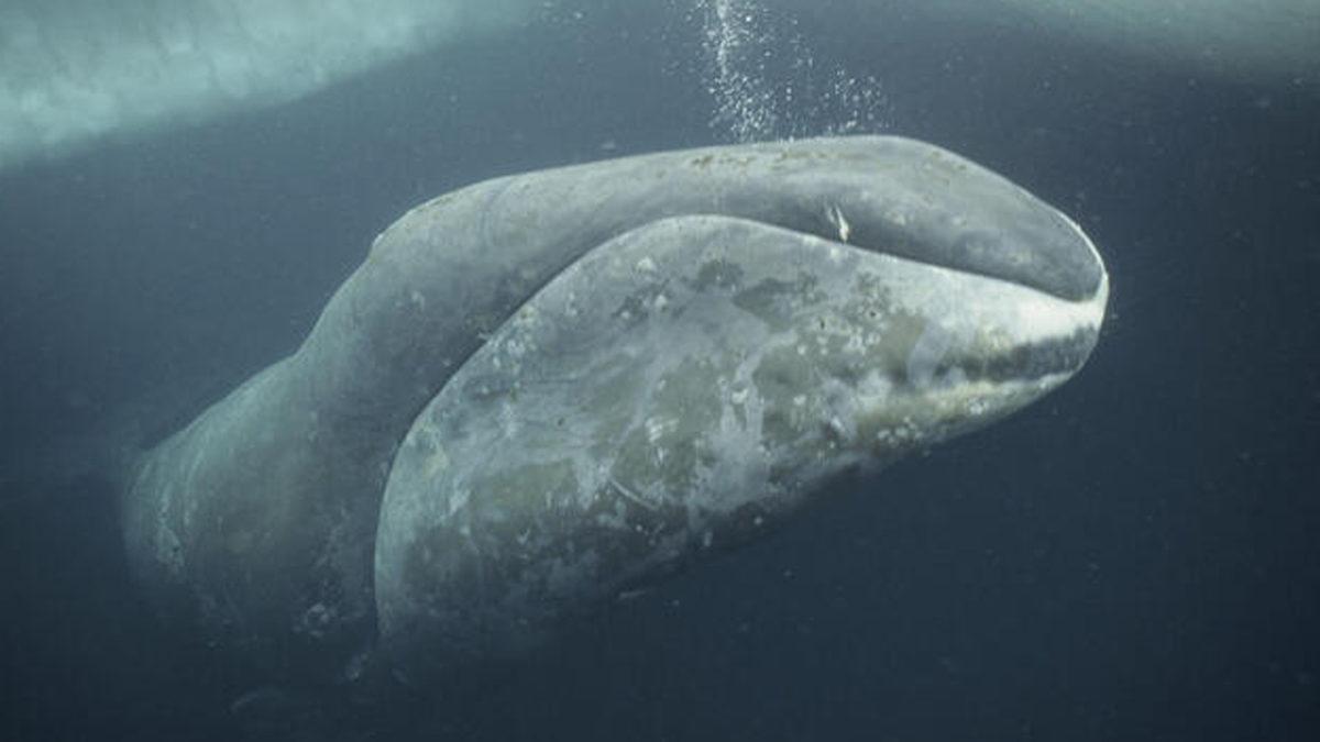 Bizi Bile Gömer Bunlar: İşte Midyesinden Balinasına Kadar En Uzun Yaşayan 10 Hayvan