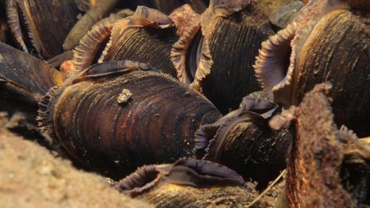 Bizi Bile Gömer Bunlar: İşte Midyesinden Balinasına Kadar En Uzun Yaşayan 10 Hayvan