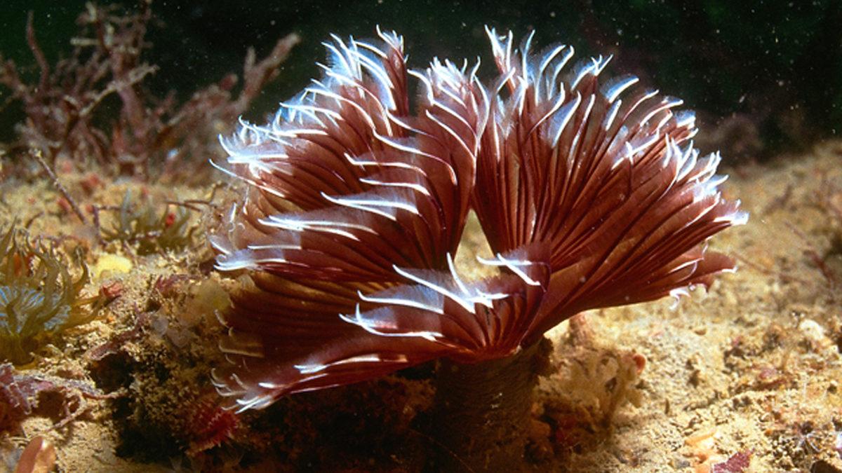 Bizi Bile Gömer Bunlar: İşte Midyesinden Balinasına Kadar En Uzun Yaşayan 10 Hayvan