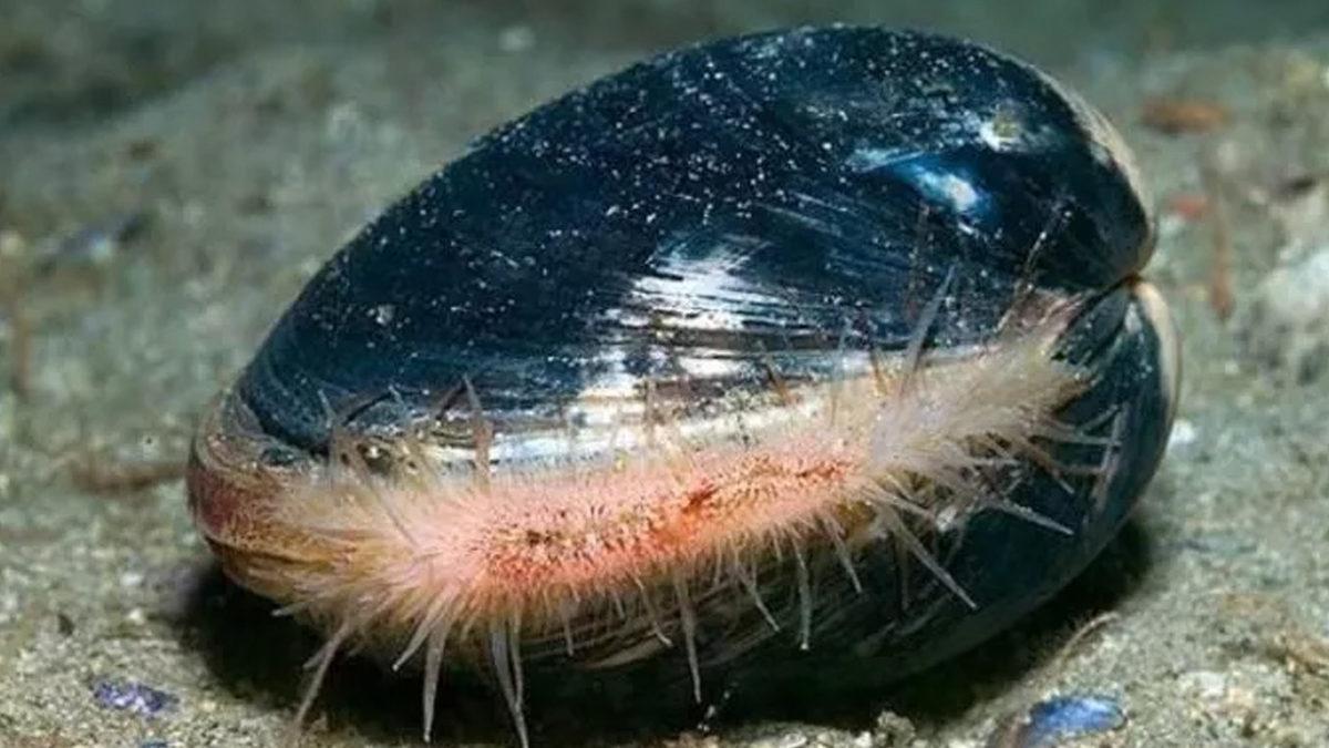 Bizi Bile Gömer Bunlar: İşte Midyesinden Balinasına Kadar En Uzun Yaşayan 10 Hayvan