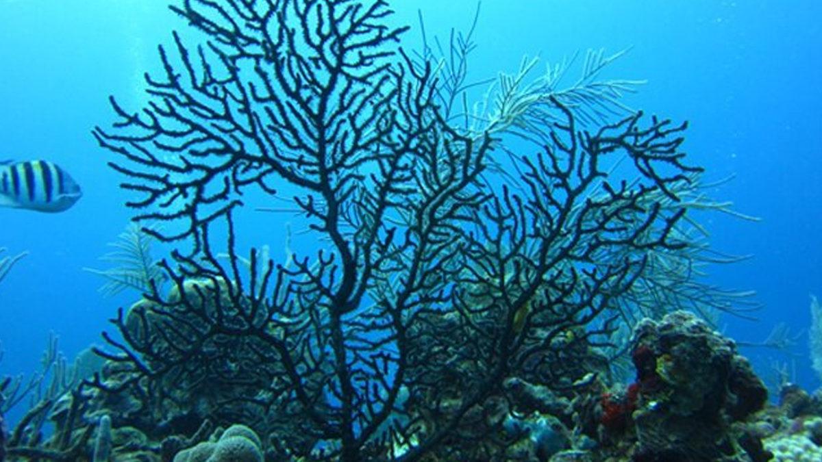 Bizi Bile Gömer Bunlar: İşte Midyesinden Balinasına Kadar En Uzun Yaşayan 10 Hayvan