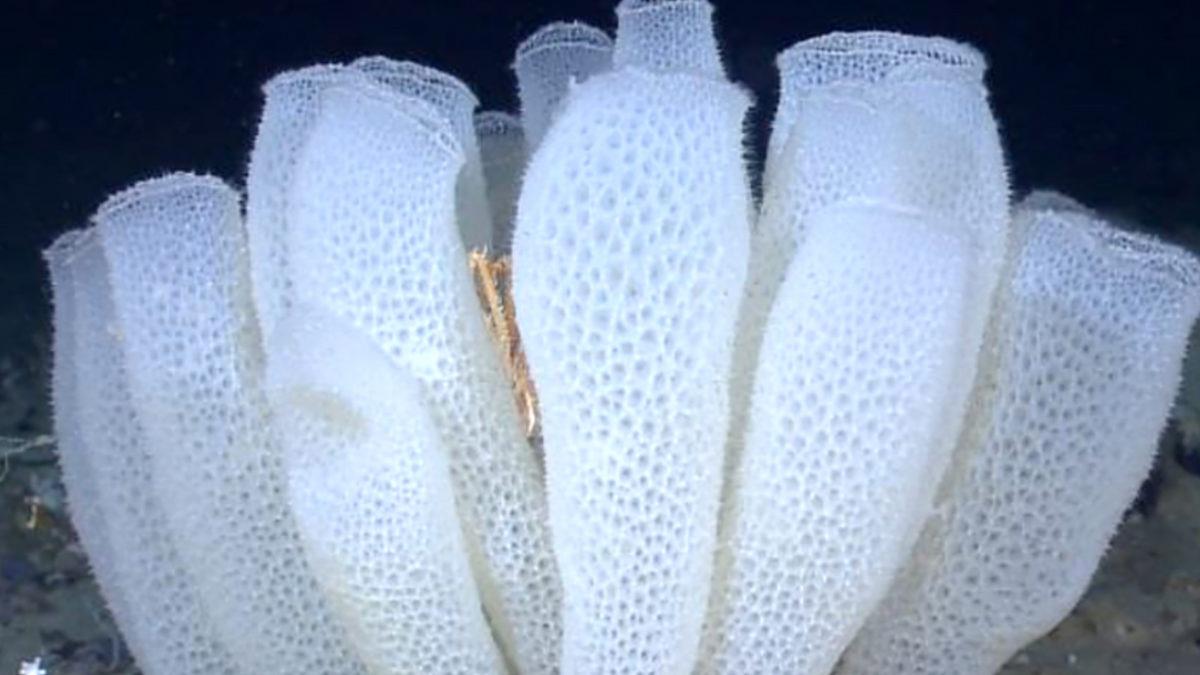 Bizi Bile Gömer Bunlar: İşte Midyesinden Balinasına Kadar En Uzun Yaşayan 10 Hayvan