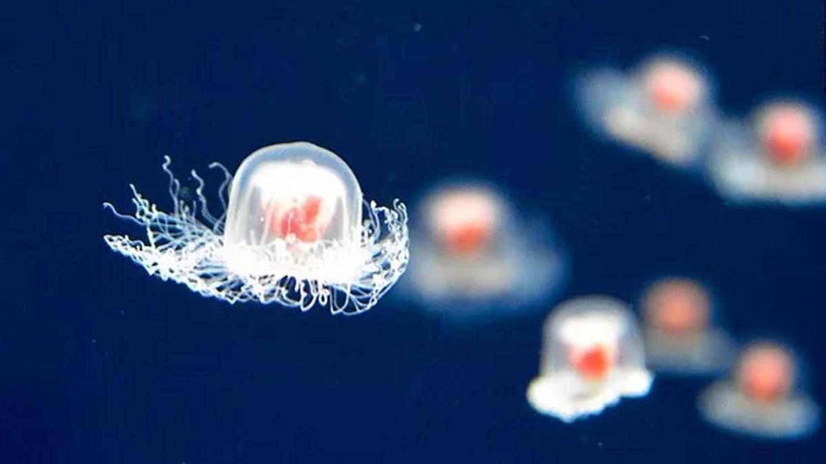 Bizi Bile Gömer Bunlar: İşte Midyesinden Balinasına Kadar En Uzun Yaşayan 10 Hayvan