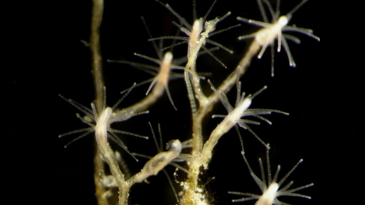 Bizi Bile Gömer Bunlar: İşte Midyesinden Balinasına Kadar En Uzun Yaşayan 10 Hayvan