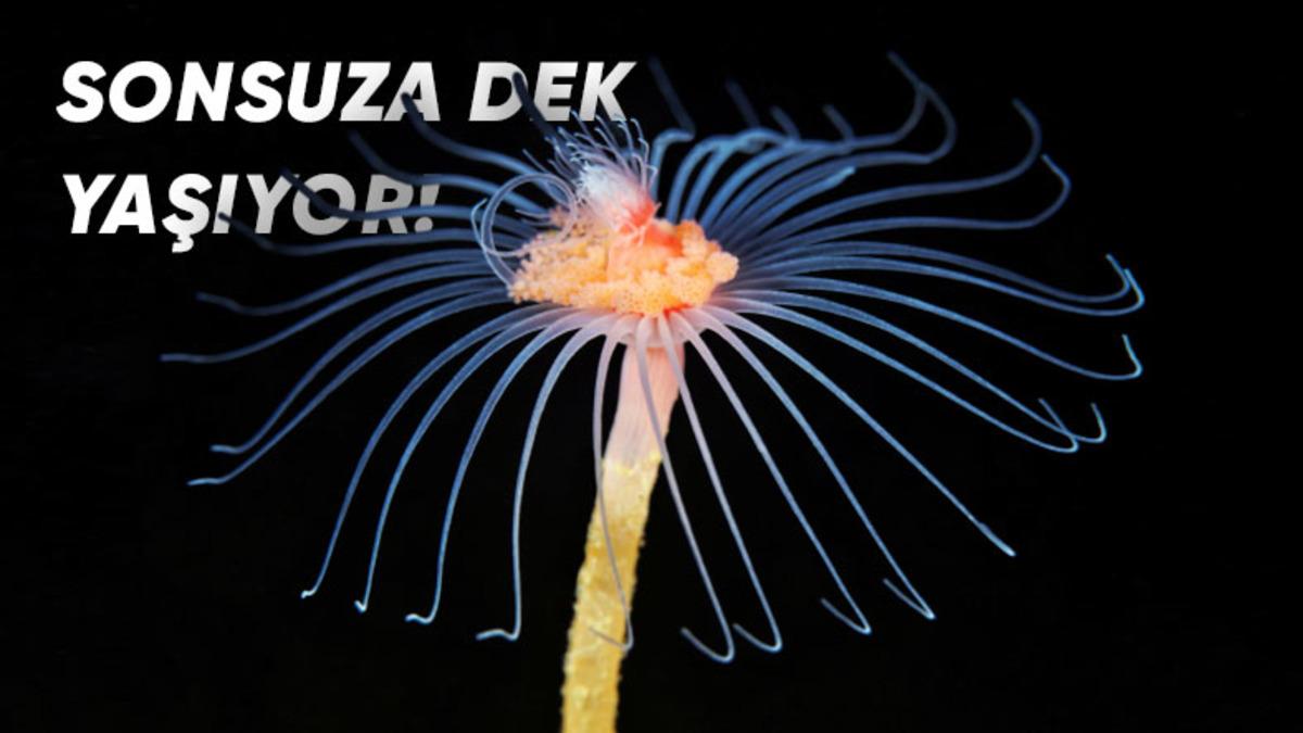 Bizi Bile Gömer Bunlar: İşte Midyesinden Balinasına Kadar En Uzun Yaşayan 10 Hayvan