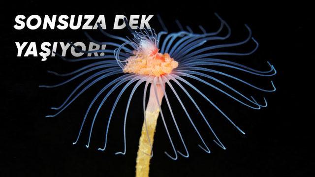 Bizi Bile Gömer Bunlar: İşte Midyesinden Balinasına Kadar En Uzun Yaşayan 10 Hayvan