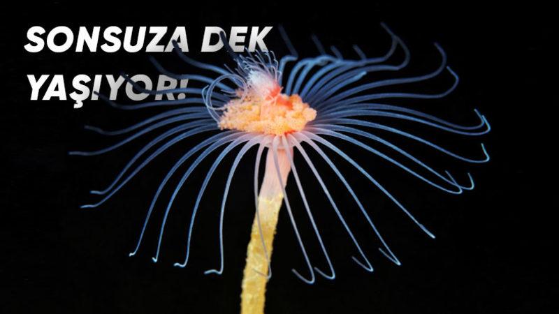 Bizi Bile Gömer Bunlar: İşte Midyesinden Balinasına Kadar En Uzun Yaşayan 10 Hayvan