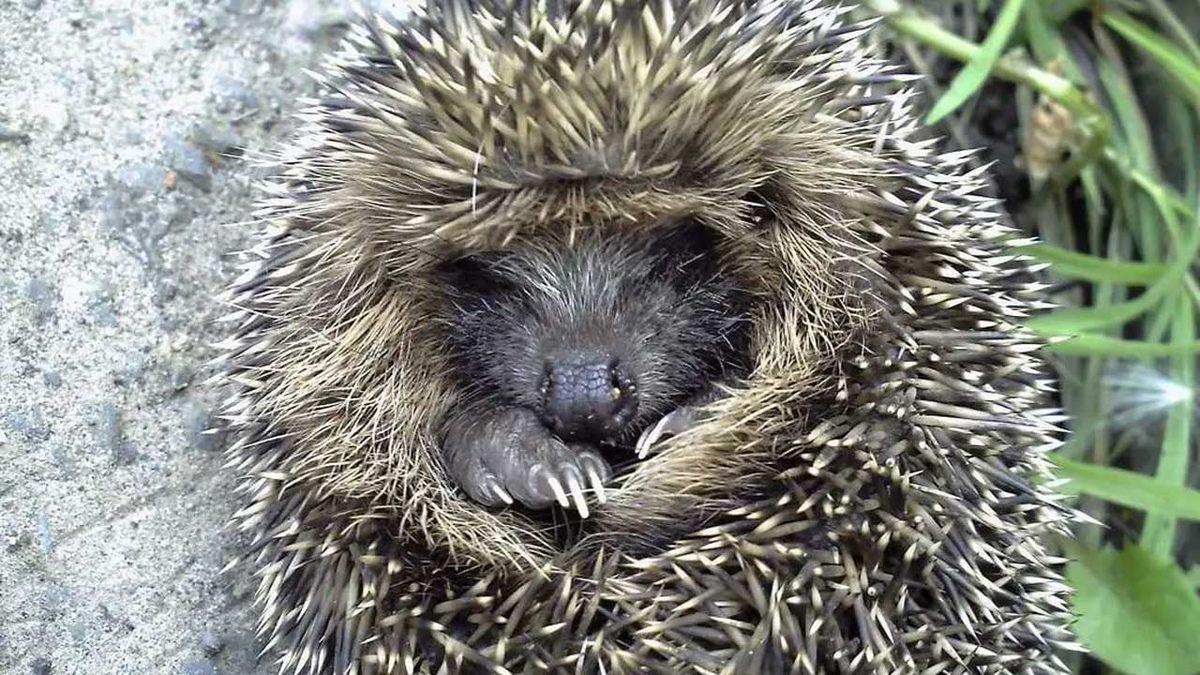 Okurken Esneyeceksiniz: Bazı Hayvanlar Kış Uykusuna Yatarken İnsanlar Neden Yatmaz?