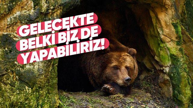 Okurken Esneyeceksiniz: Bazı Hayvanlar Kış Uykusuna Yatarken İnsanlar Neden Yatmaz?