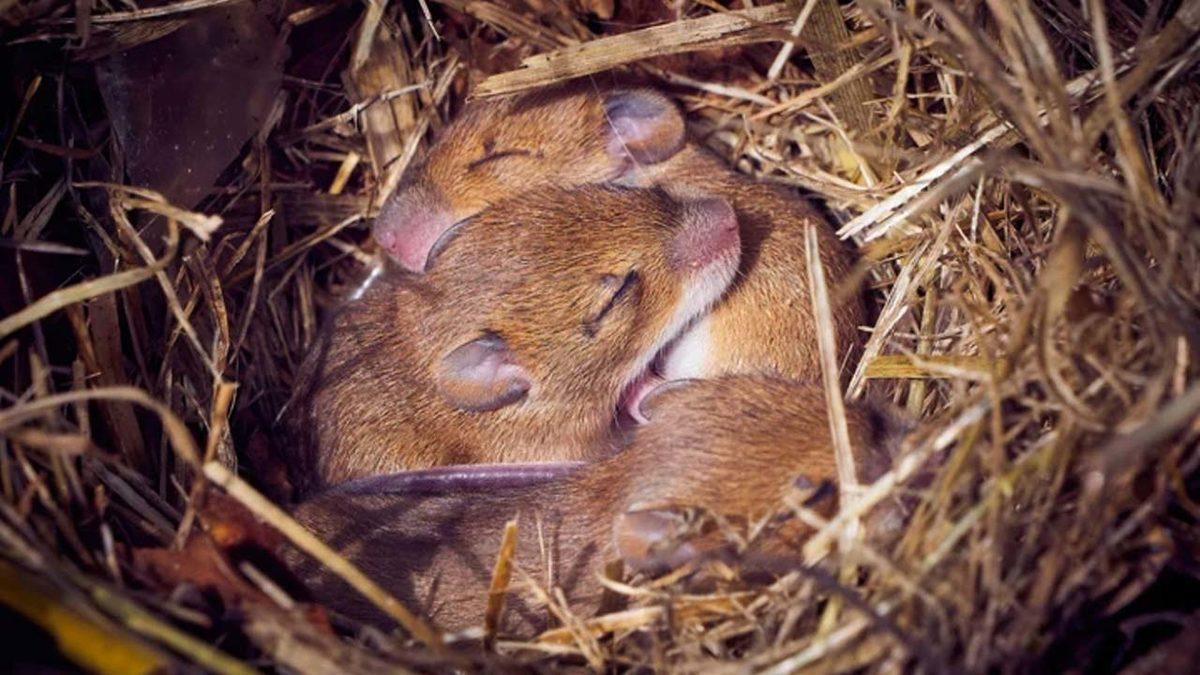 İki Erkek Fareden Yavru Fareler Dünyaya Getirildi