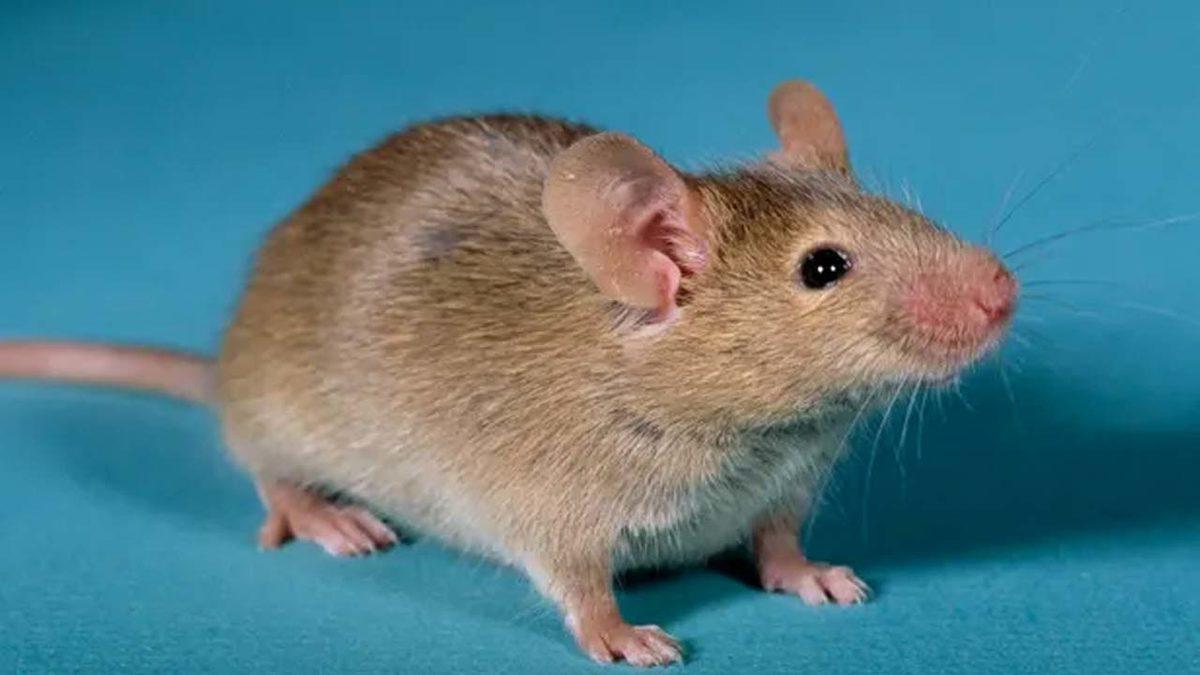 İki Erkek Fareden Yavru Fareler Dünyaya Getirildi