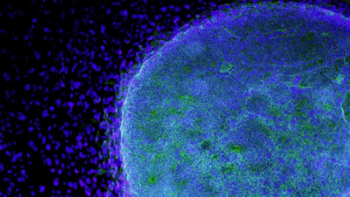 İki Erkek Fareden Yavru Fareler Dünyaya Getirildi