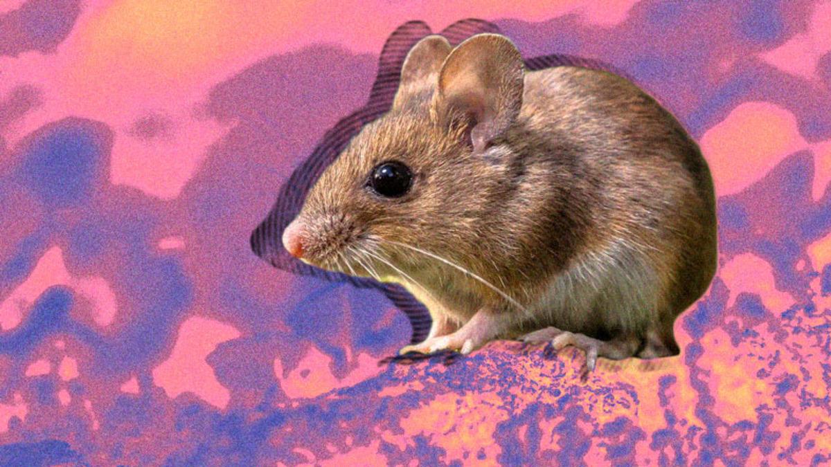 İki Erkek Fareden Yavru Fareler Dünyaya Getirildi