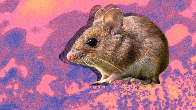 İki Erkek Fareden Yavru Fareler Dünyaya Getirildi