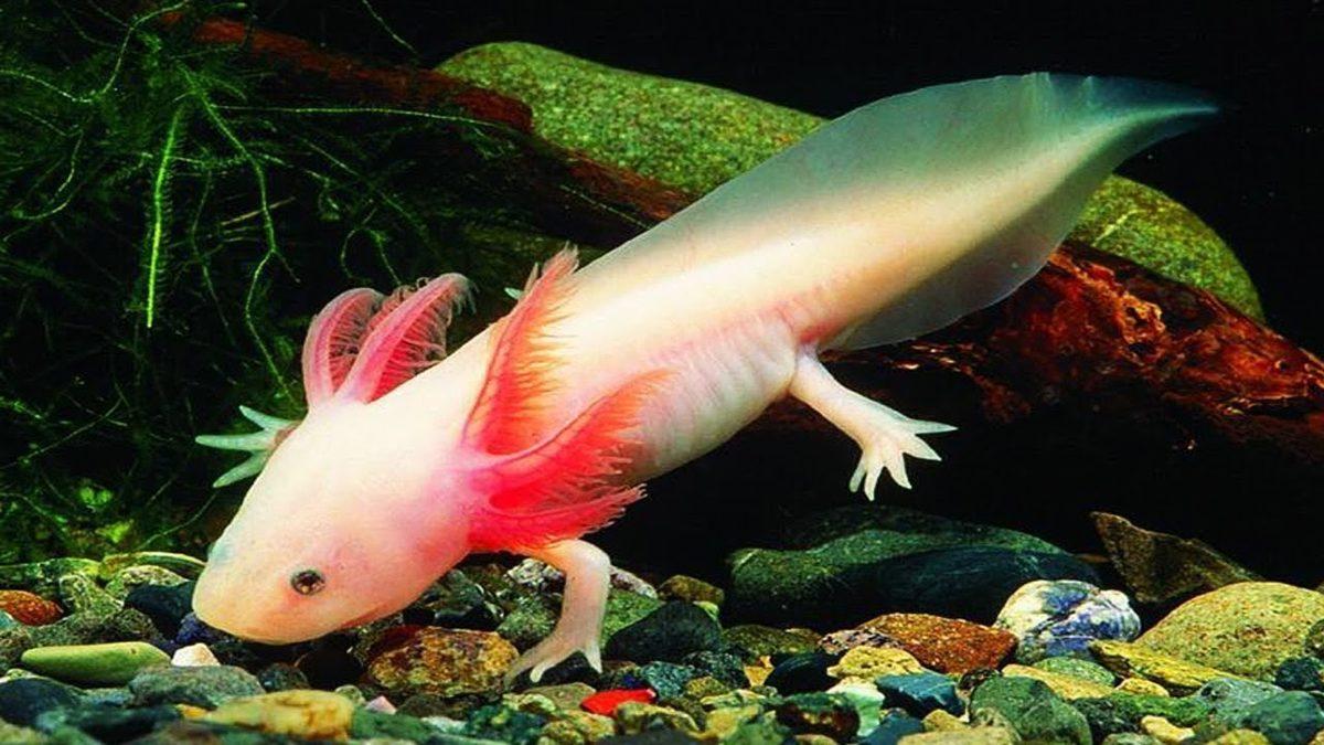 Hemen Her Fotoğrafında Gülen Bu İlginç Canlı ’Aksolotl Semenderi’ Hakkında Tüm Bilinenler